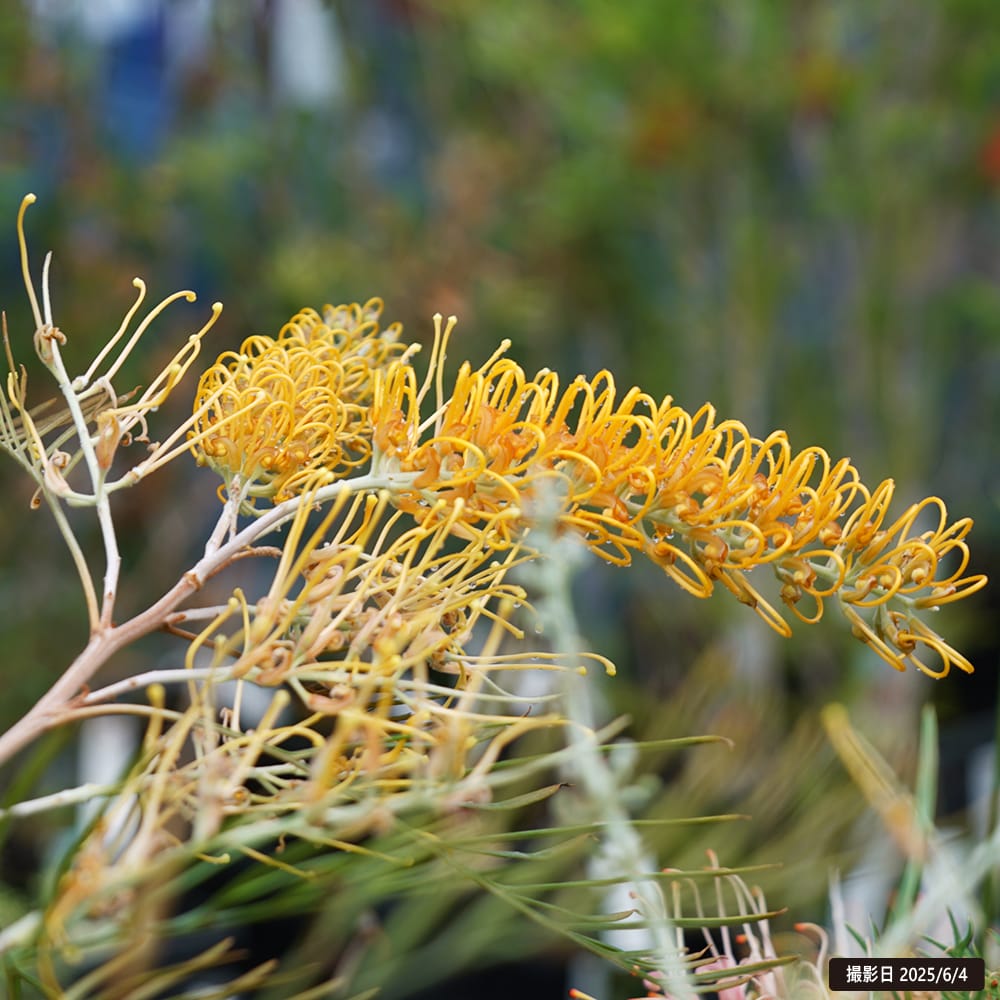 グレビレア ハニージェム 3