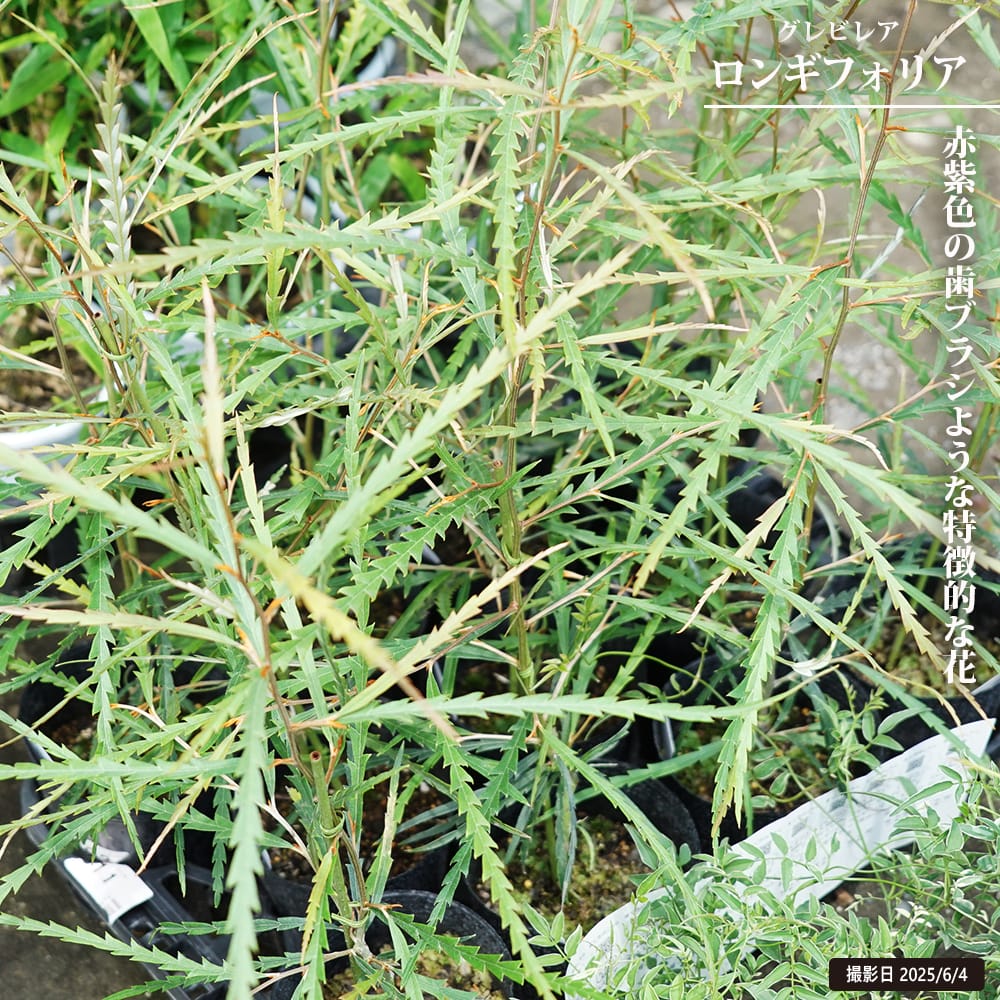 グレビレア ロンギフォリア 