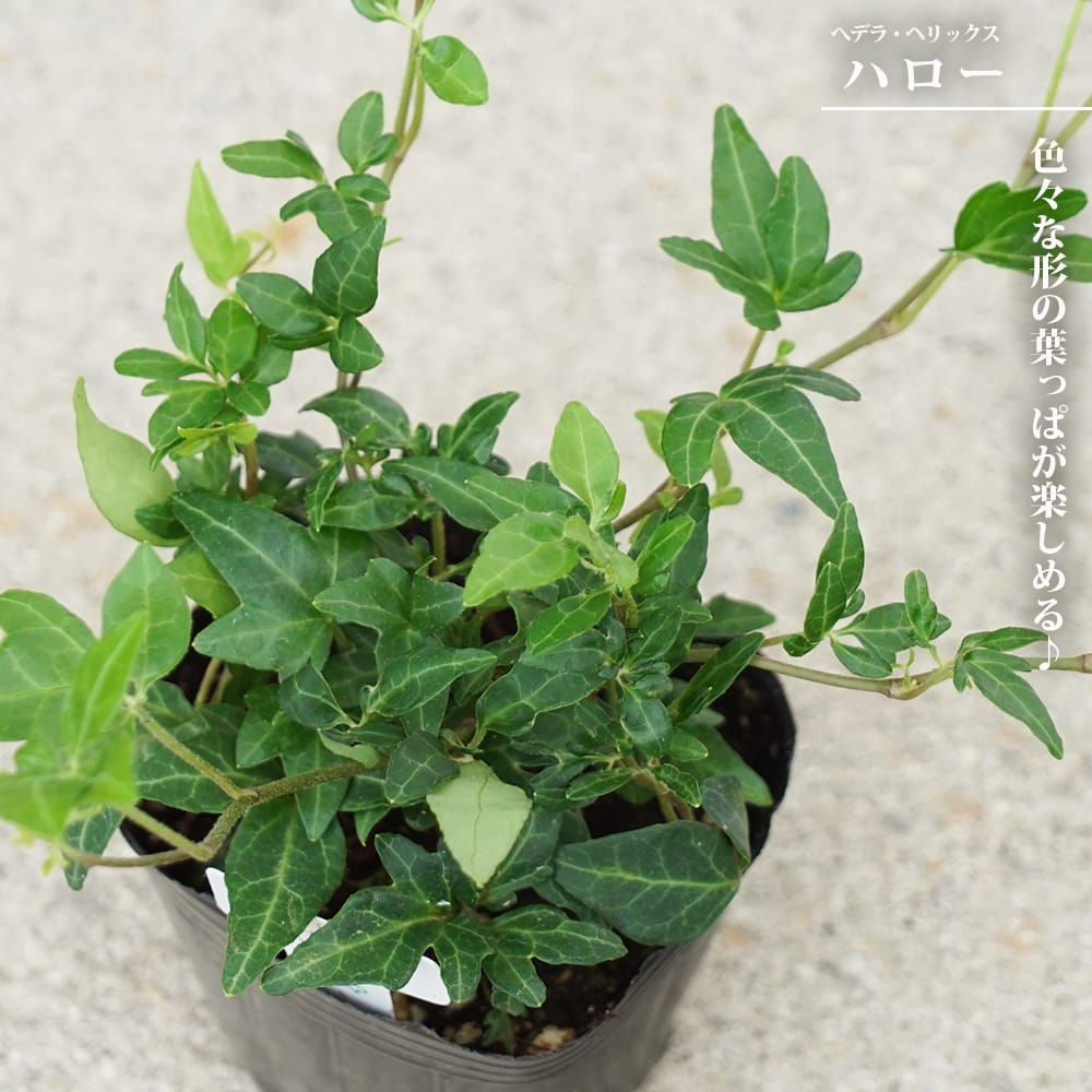 へデラ　ヘリックス ハロー 