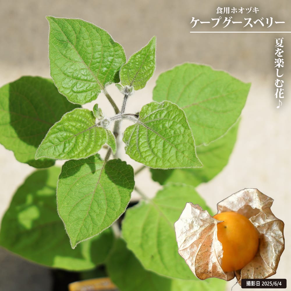 食用ほおずき ケープグースベリー 