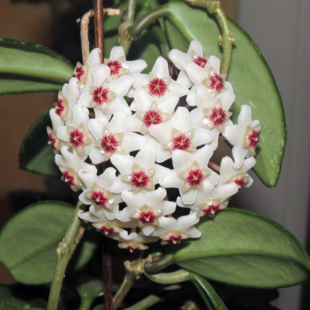 ホヤ カルノーサ 3