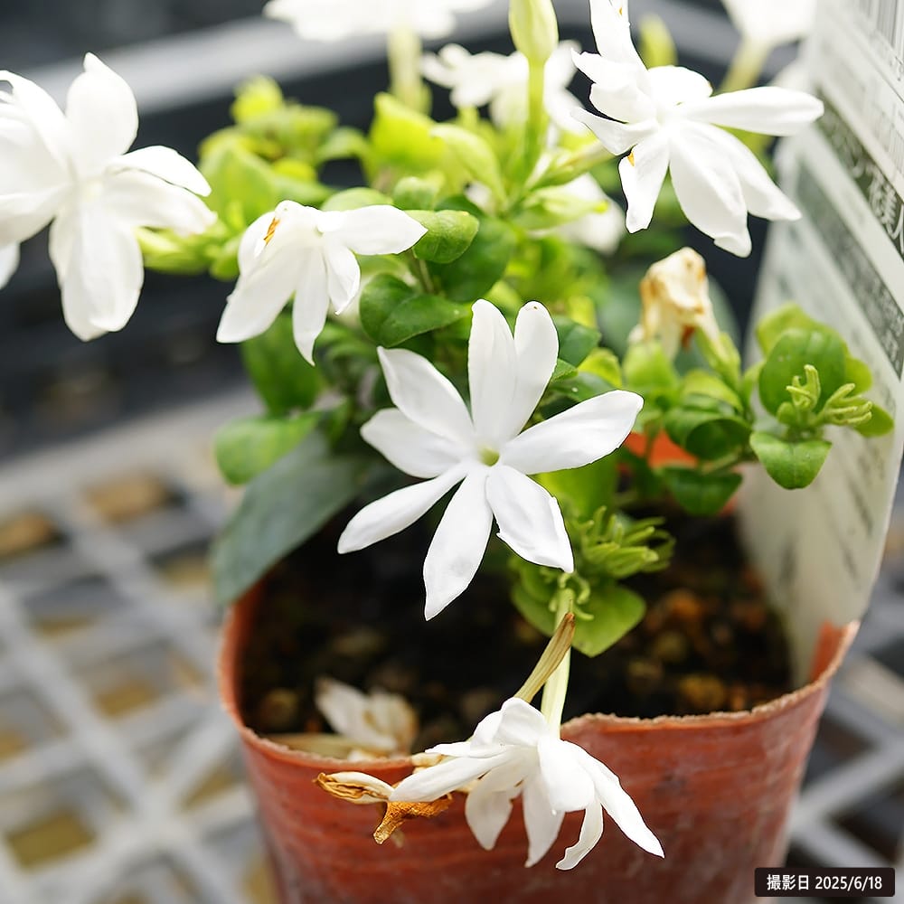 ジャスミン 花美人 1