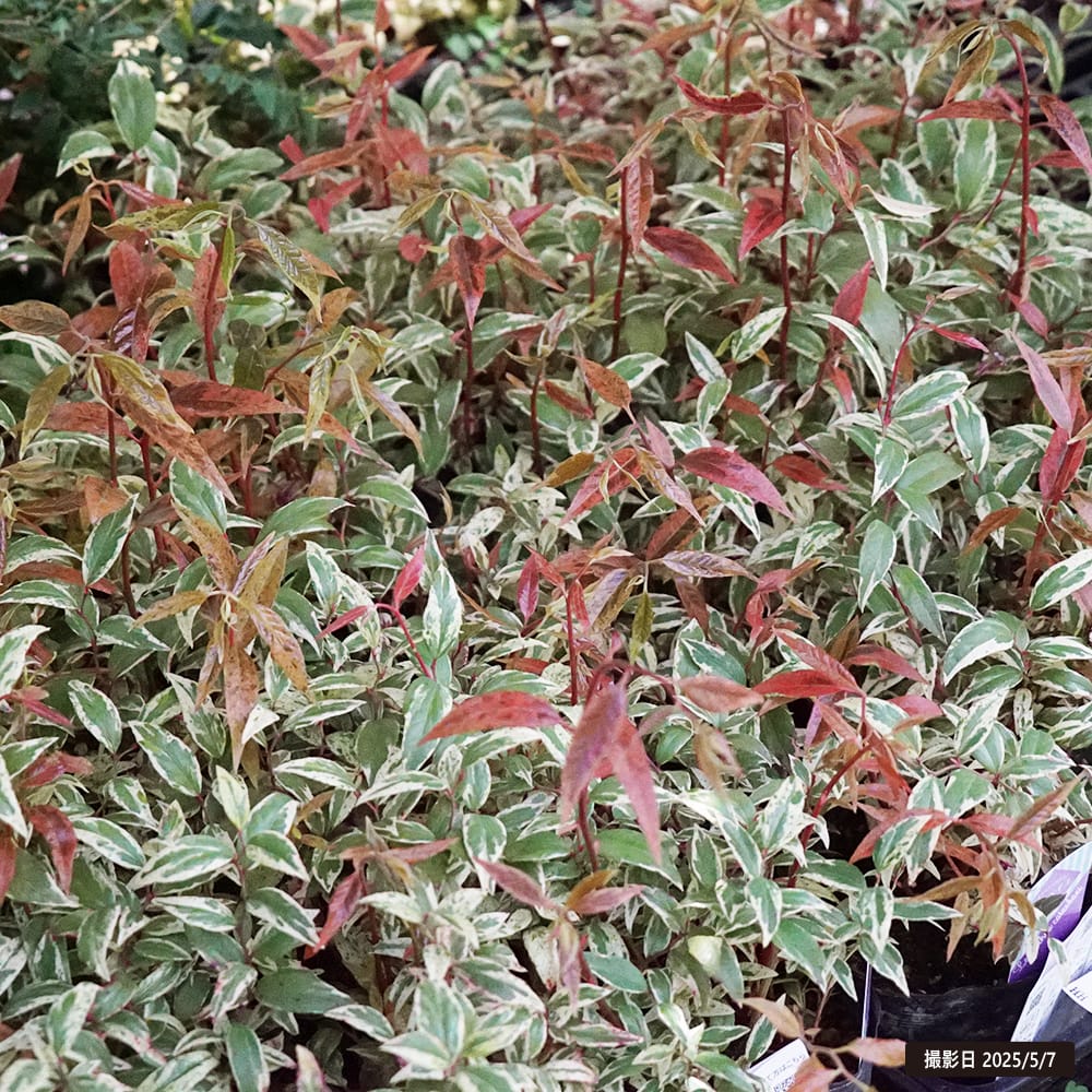 西洋イワナンテン メルベイユ 1