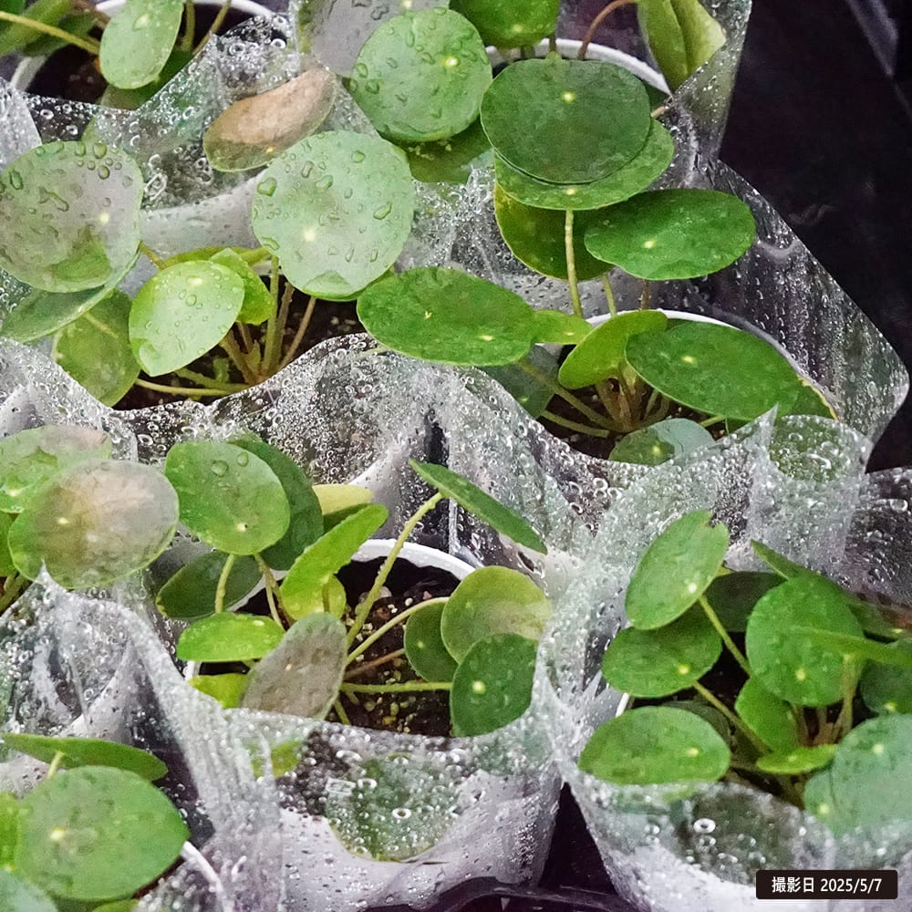 ピレア ペペロミオイデス 1