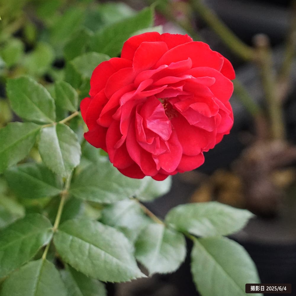 バラ スーリールドゥモナリザ 1