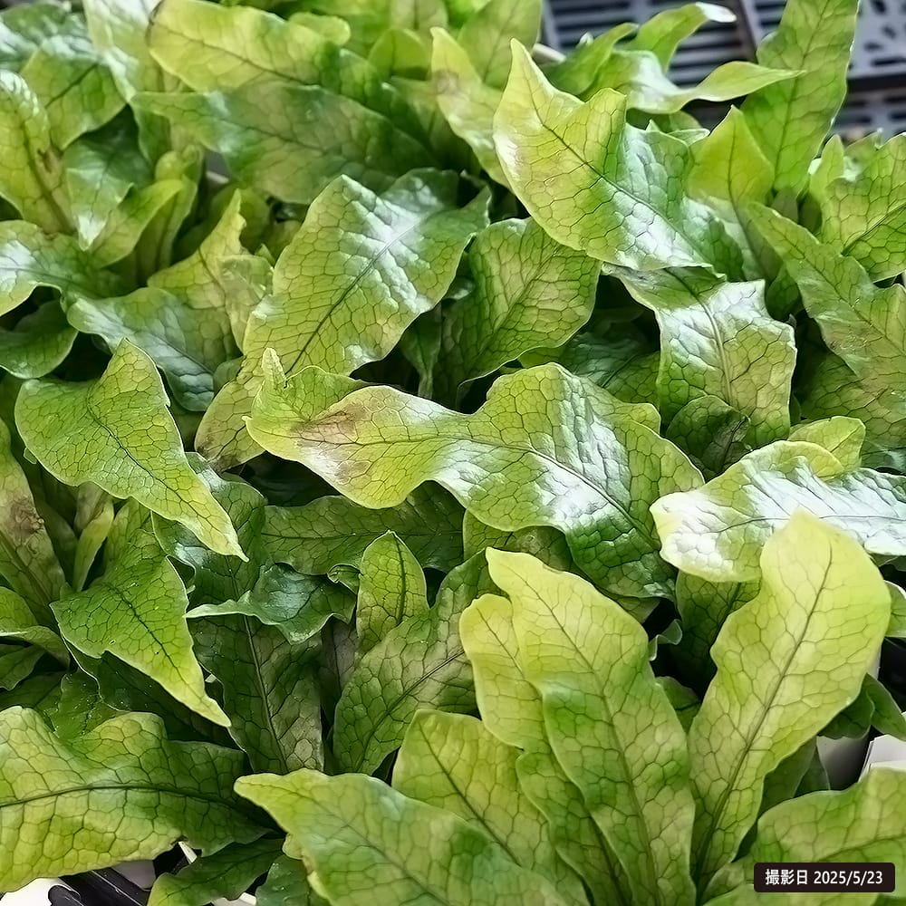 シダ クロコダイルファーン 1