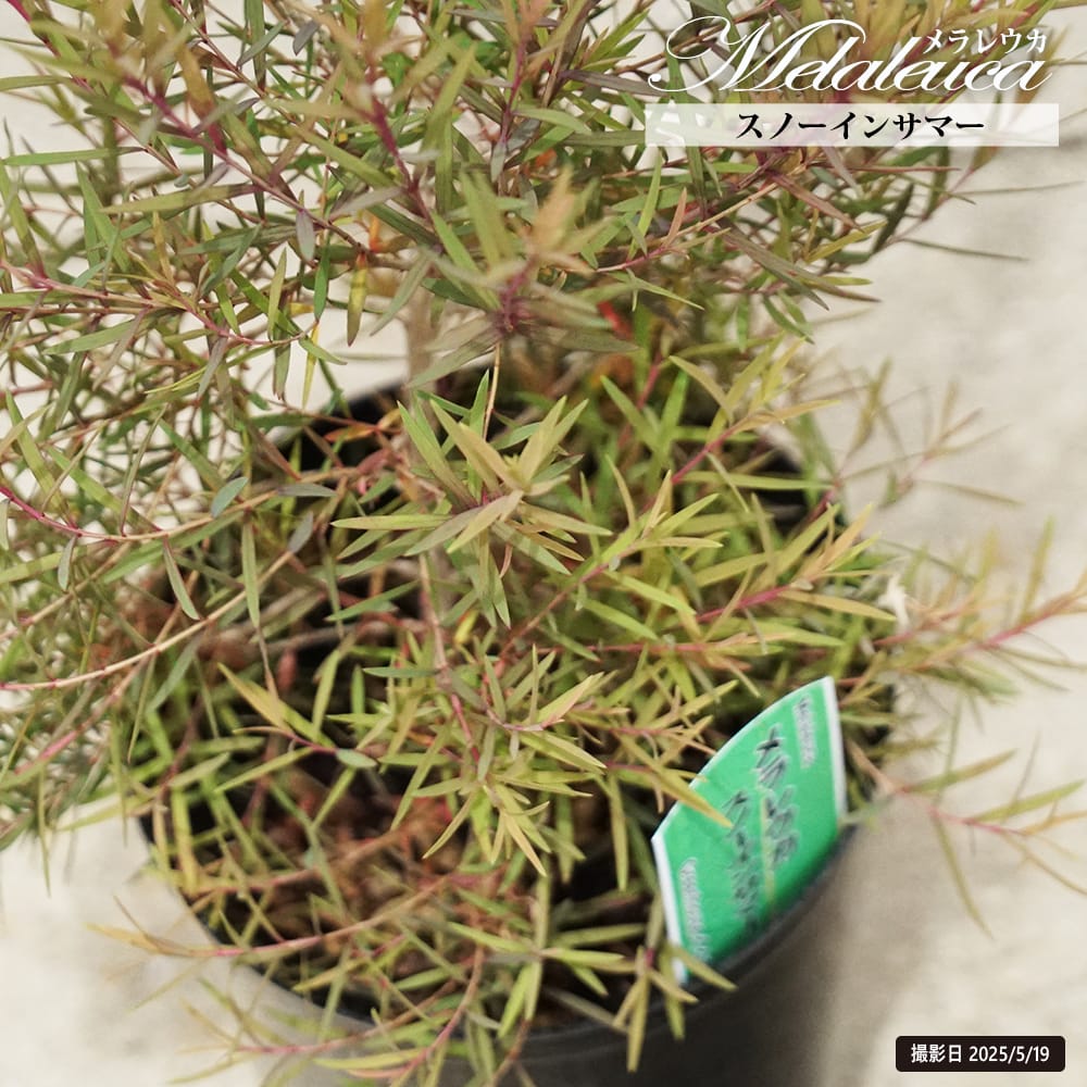 メラレウカ スノーインサマー 1