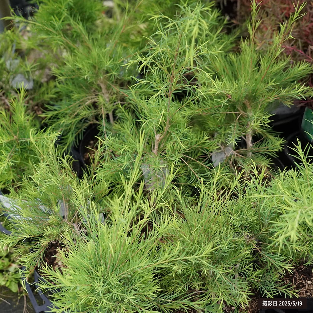 メラレウカ アルタニフォリア 1