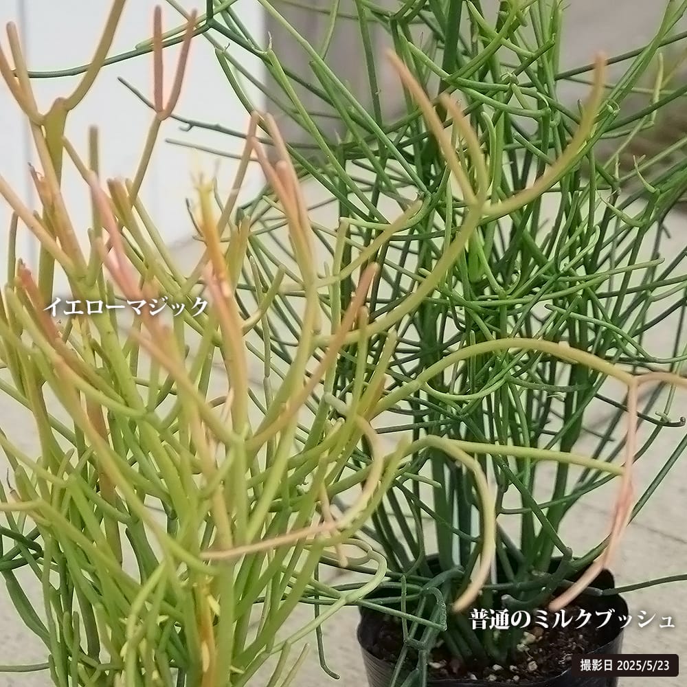 ミルクブッシュ イエローマジック 1
