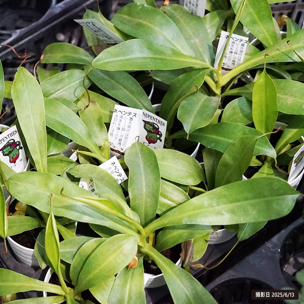 ネペンテス アラータ 1