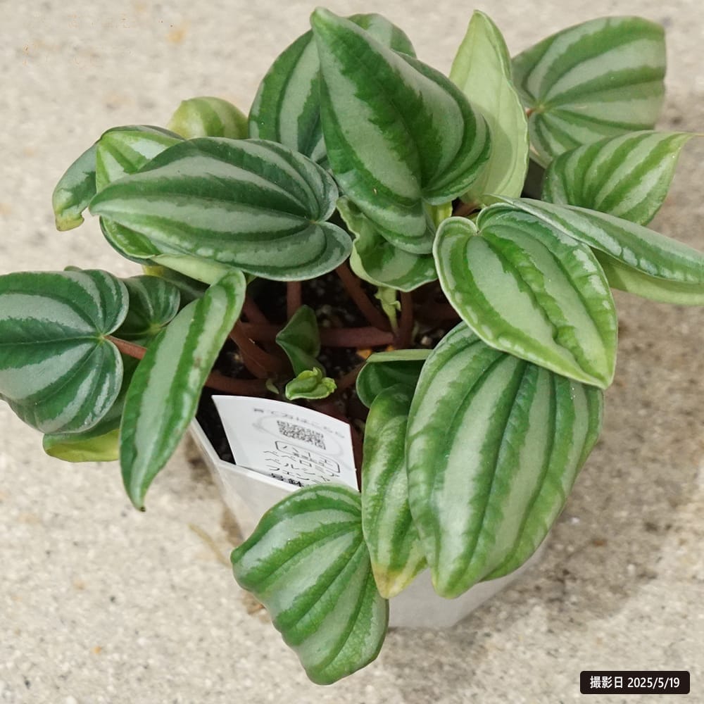 ペペロミア ペルシャフェンディ 1