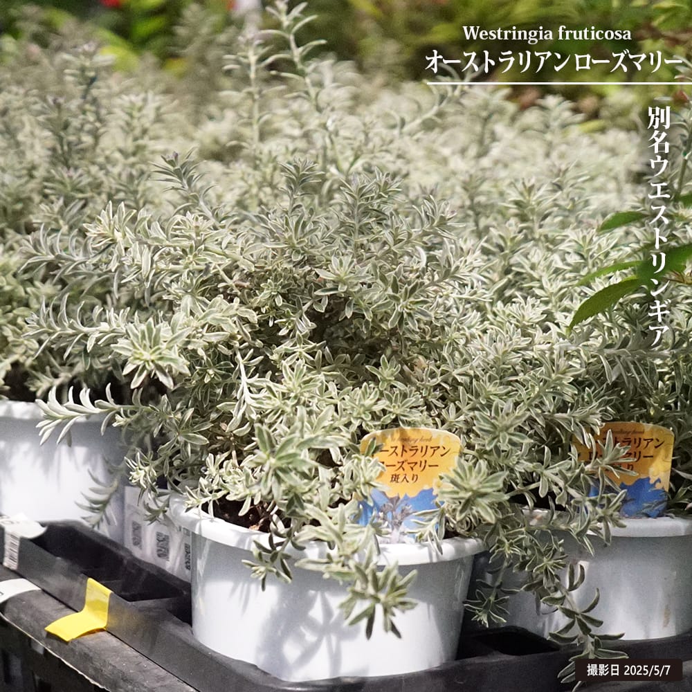 ウエストリンギア 斑入り 