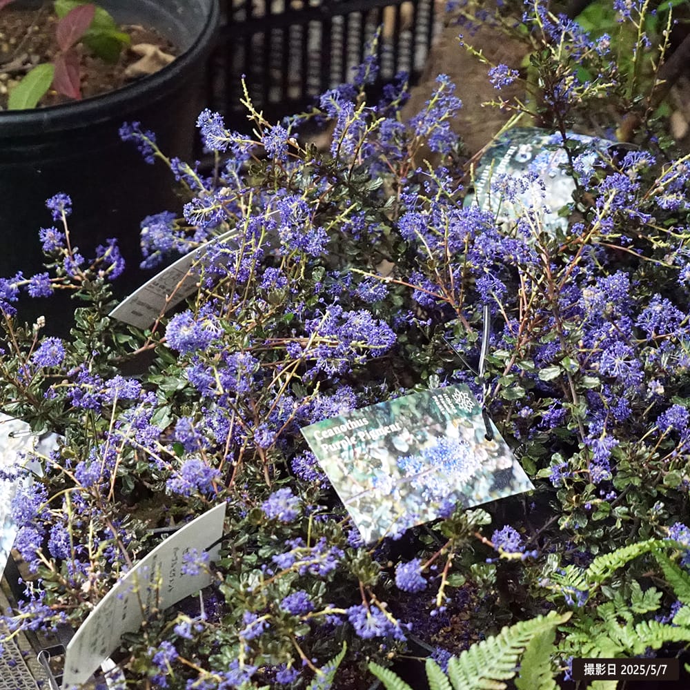 セアノサス パープルピグメント 3