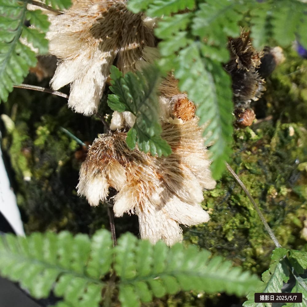 シダ シノブ石化 4