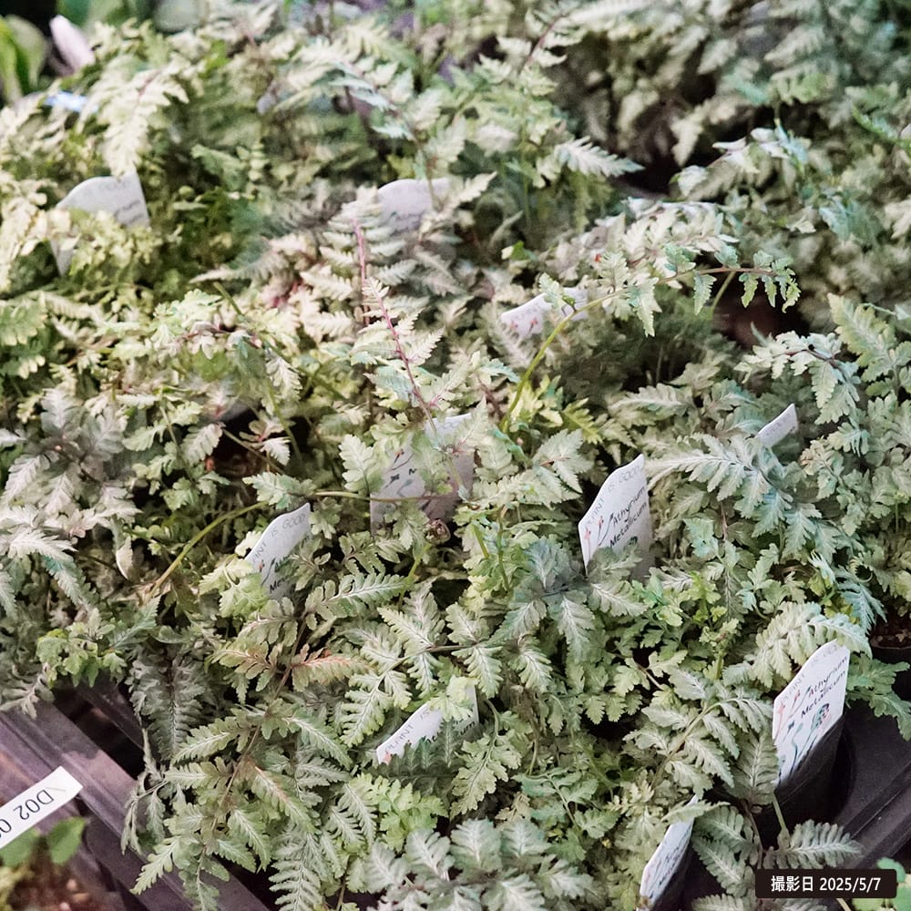 シダ ニシキシダ 1