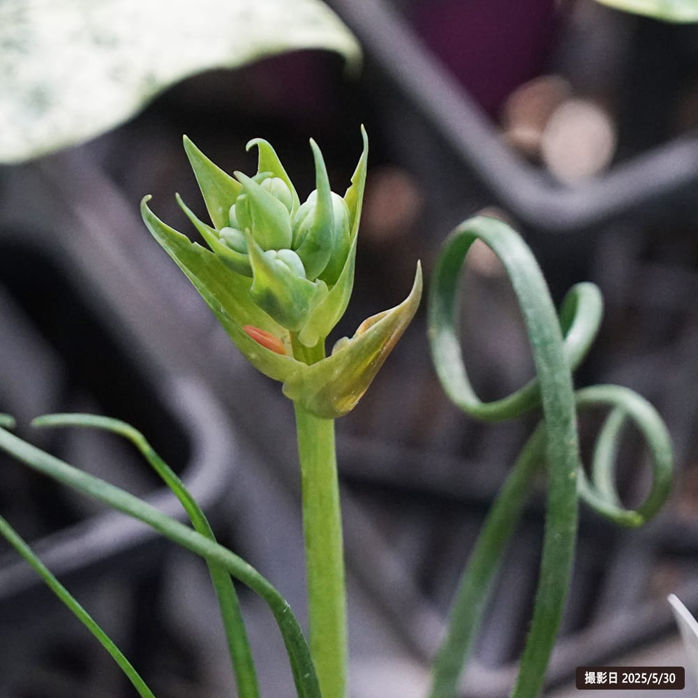 アルブカ スペラリス フリズルシズル 1