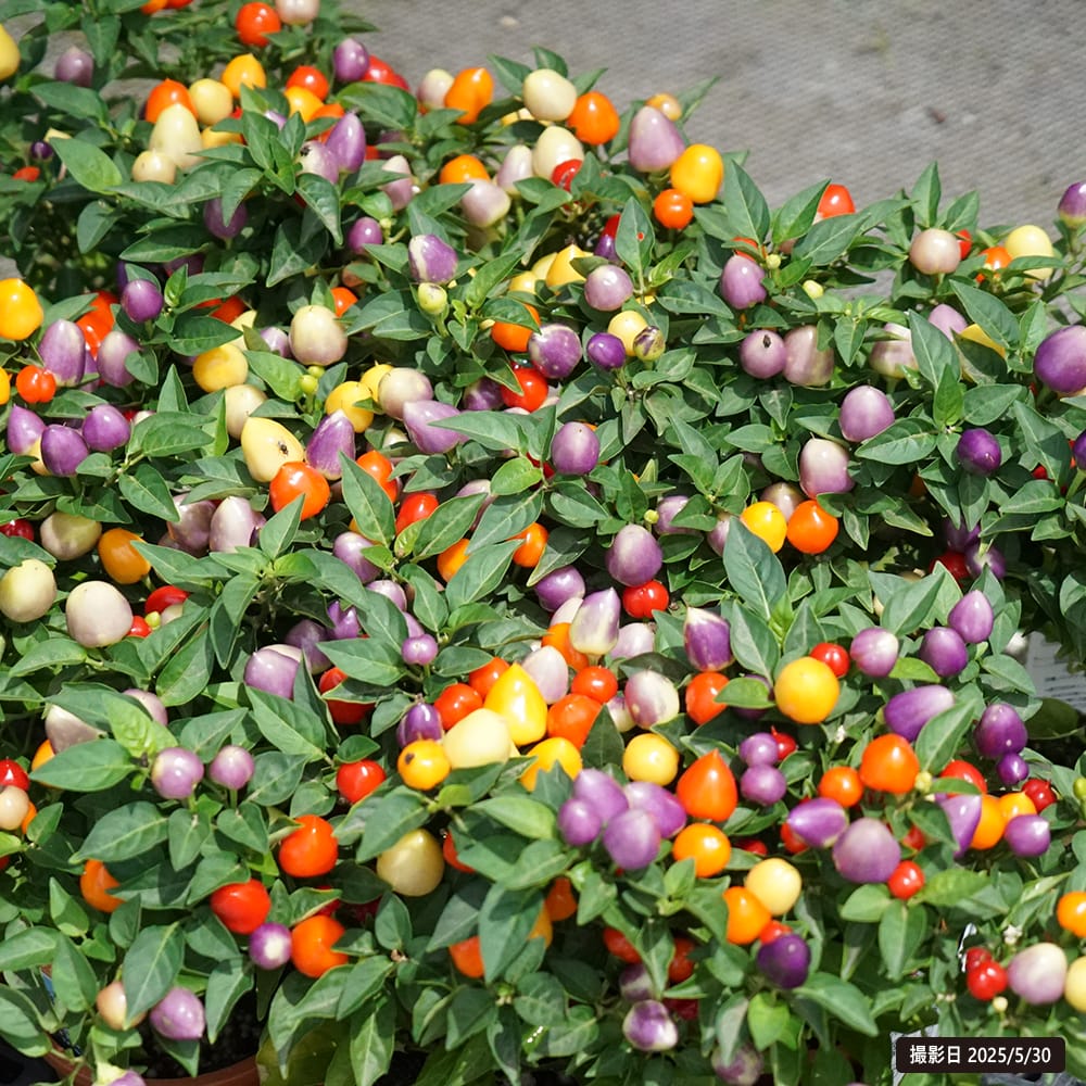 とうがらし フェスティバル 2