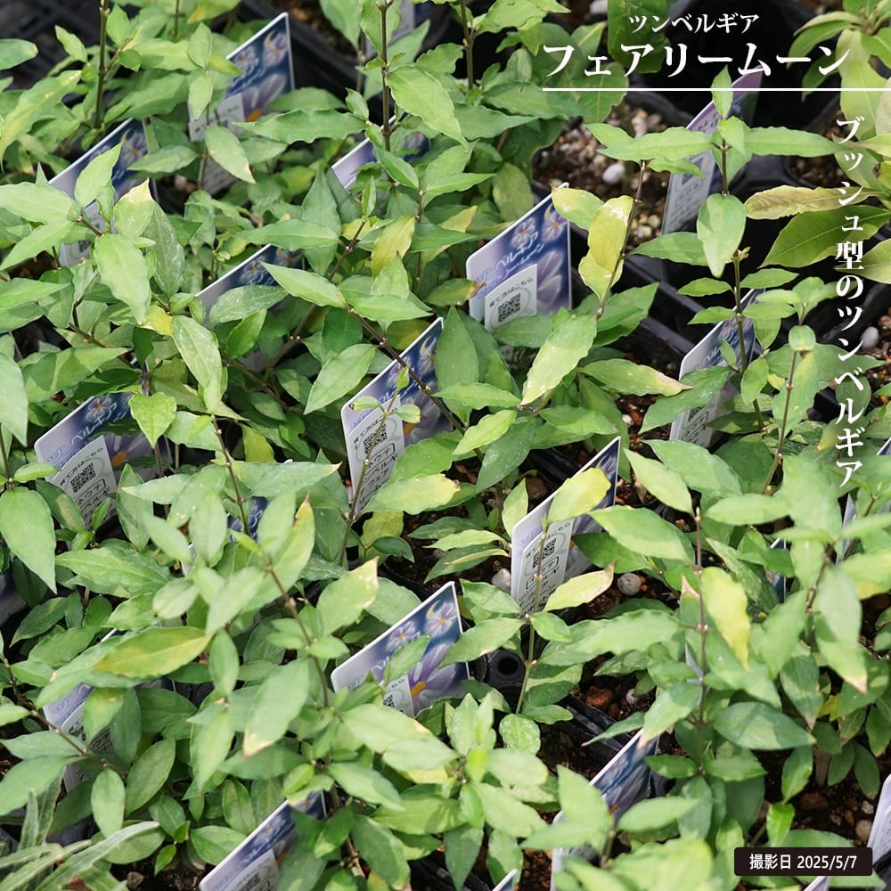 ツンベルギア フェアリームーン 