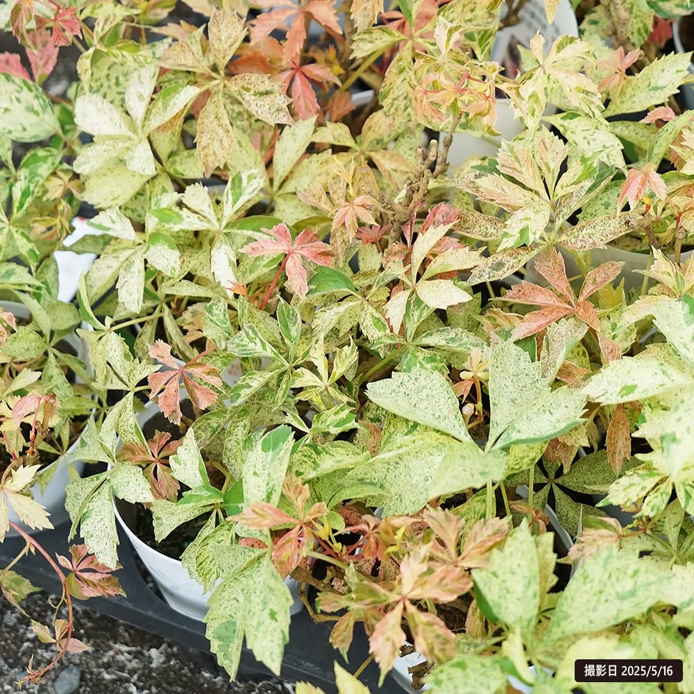 アフリガヅタ  ミステリーピンク 1