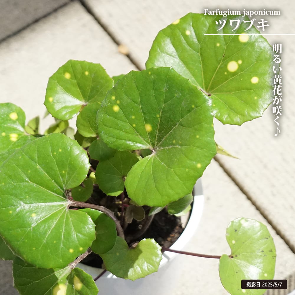 エルバンポ チェリモヤ ツゥバキュレートタイプの特徴と育て方