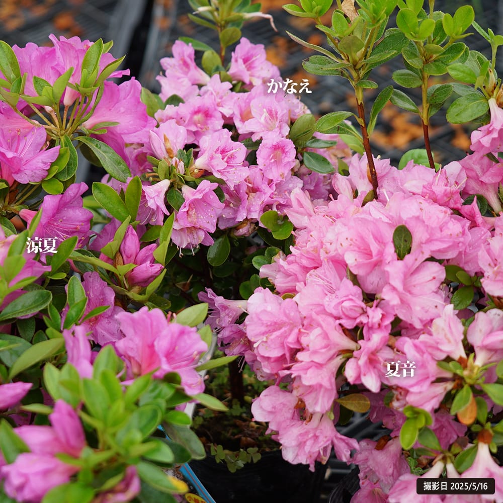 ピンクカサブランカ プーケット ユリ オリエンタルハイブリッドの特徴