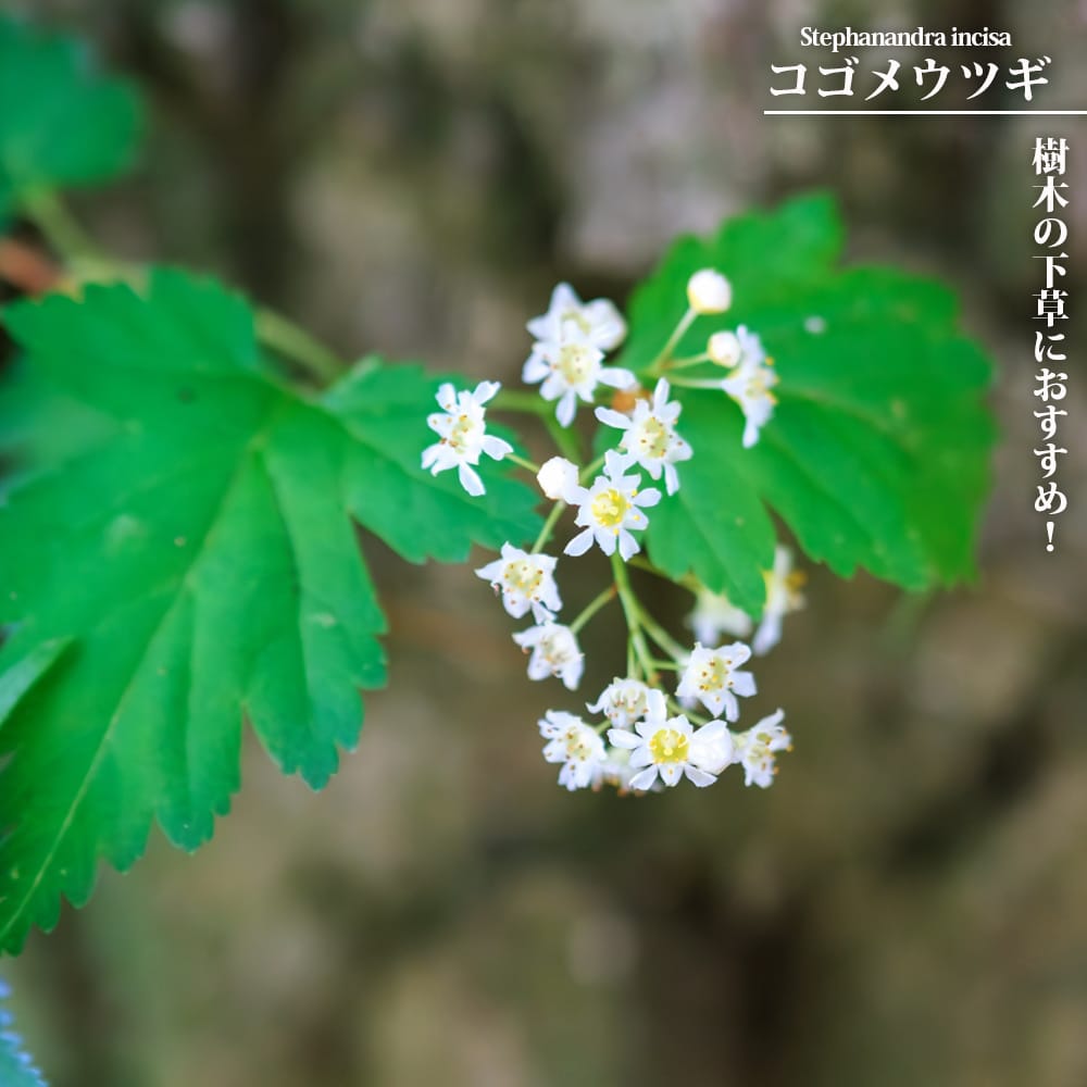 コゴメウツギ コゴメウツギ 