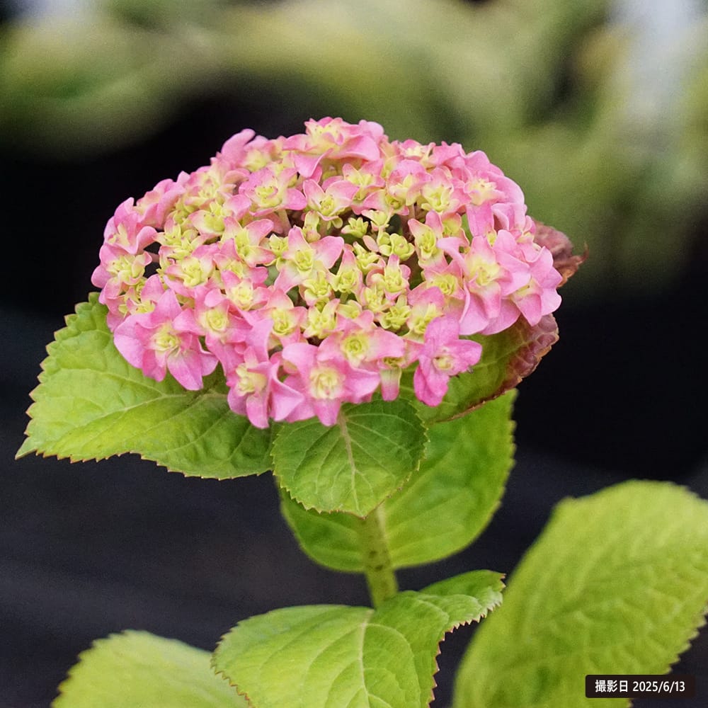 アジサイ 恋音 1