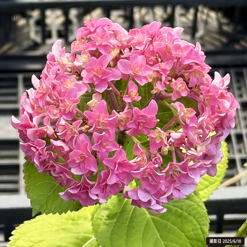 アジサイ 恋音 2