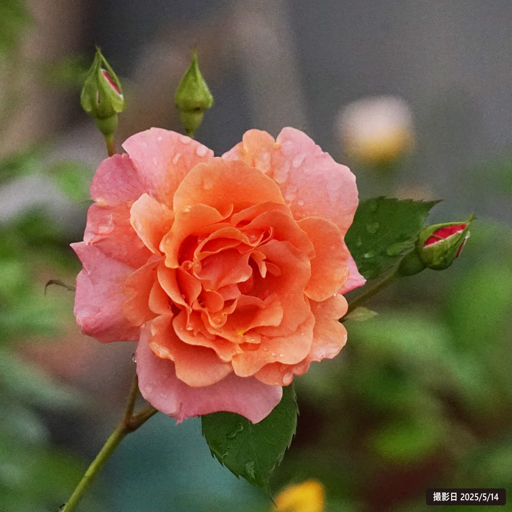 バラ サンセットグロウ 3