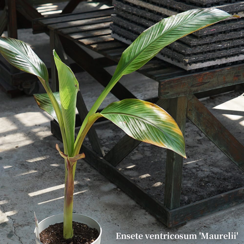 エンセテ マウレリー 1