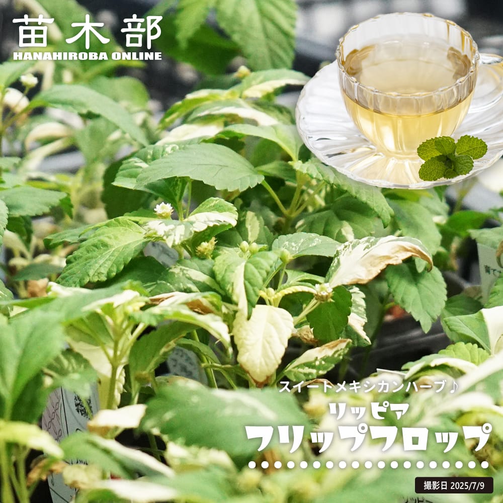 リッピア フリップフロップ