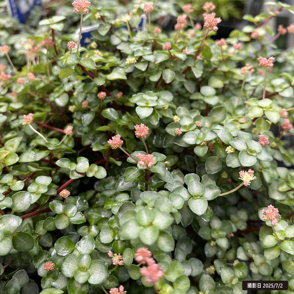 ピレア グラウカ グレイシー 4