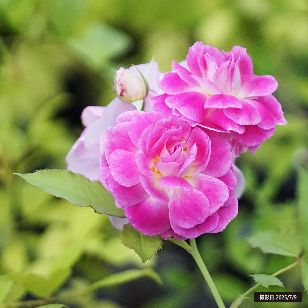 バラ オルフェオ 3