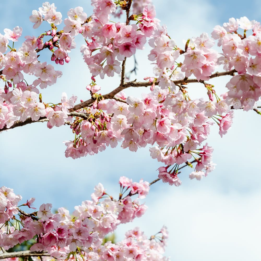 さくら 彼岸桜 1