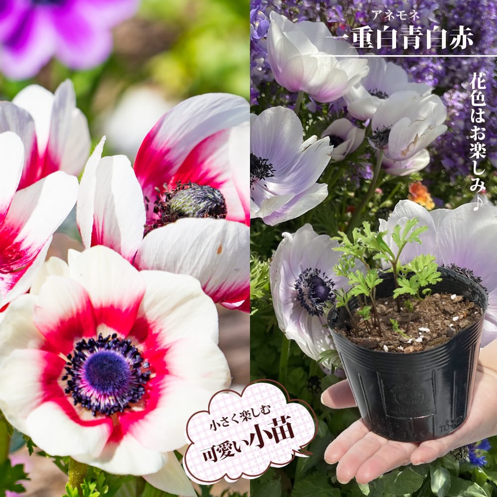 アネモネ 一重咲き 白に青
