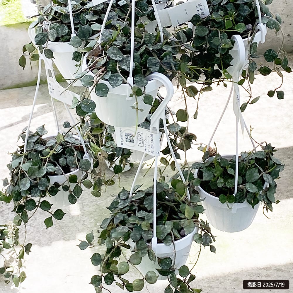 ホヤ カーティシー 3