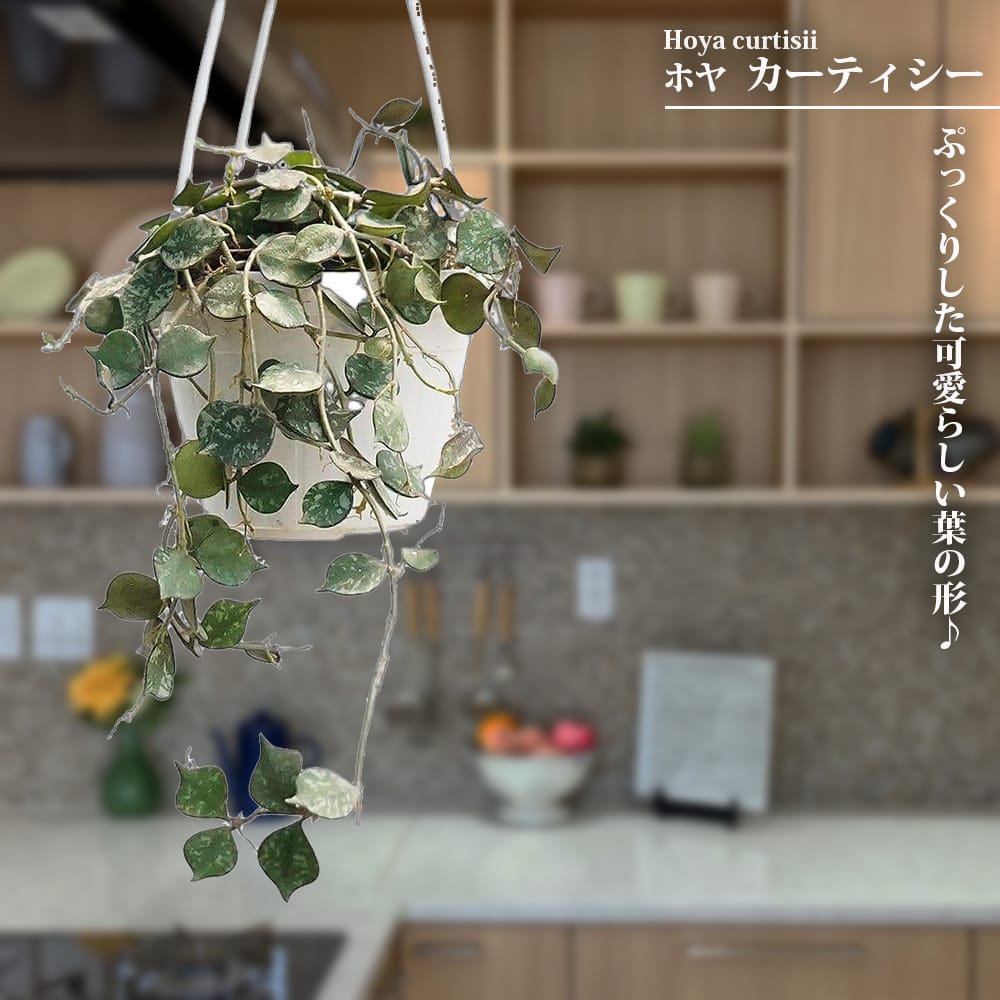 ホヤ カーティシー 2