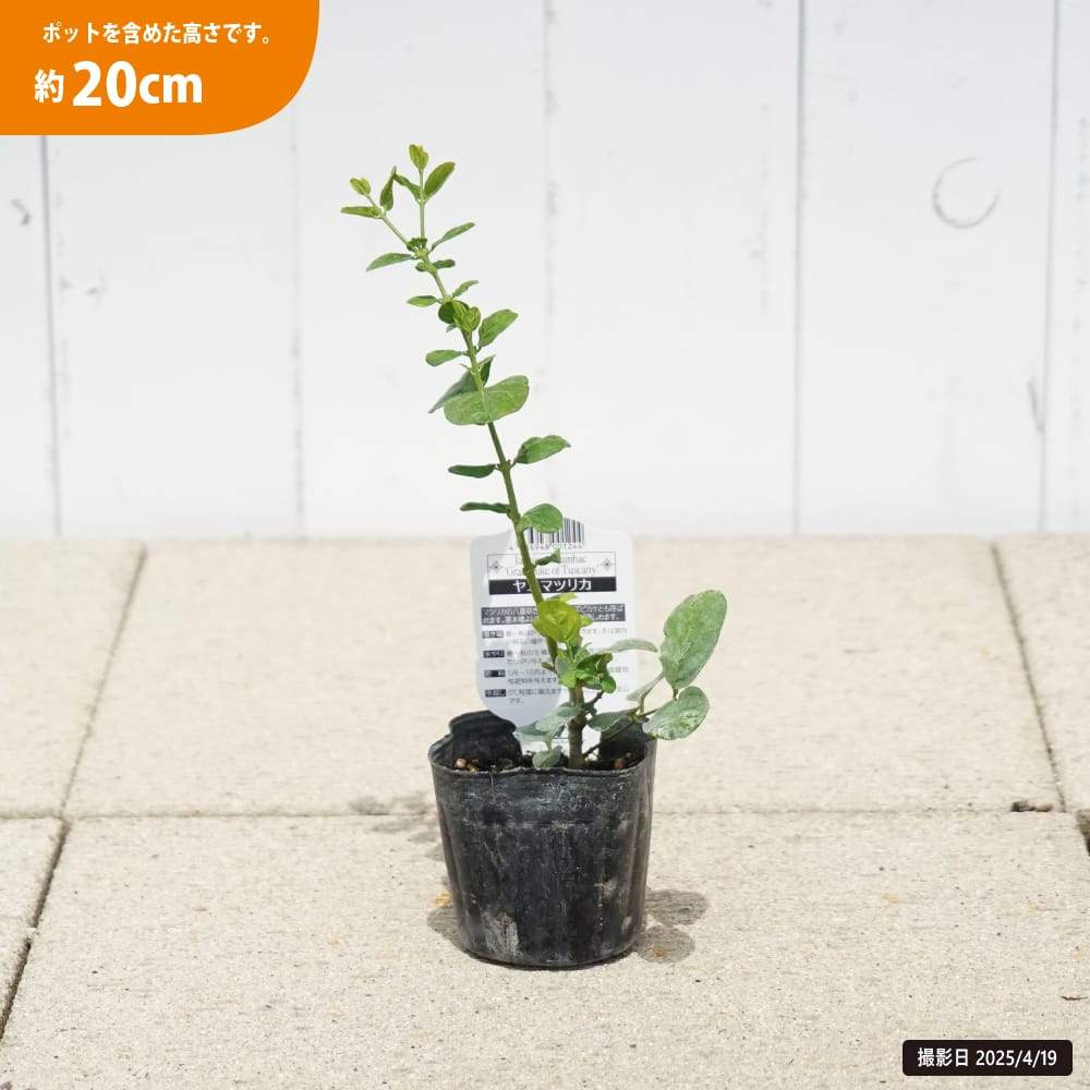 ジャスミン 八重マツリカ 1