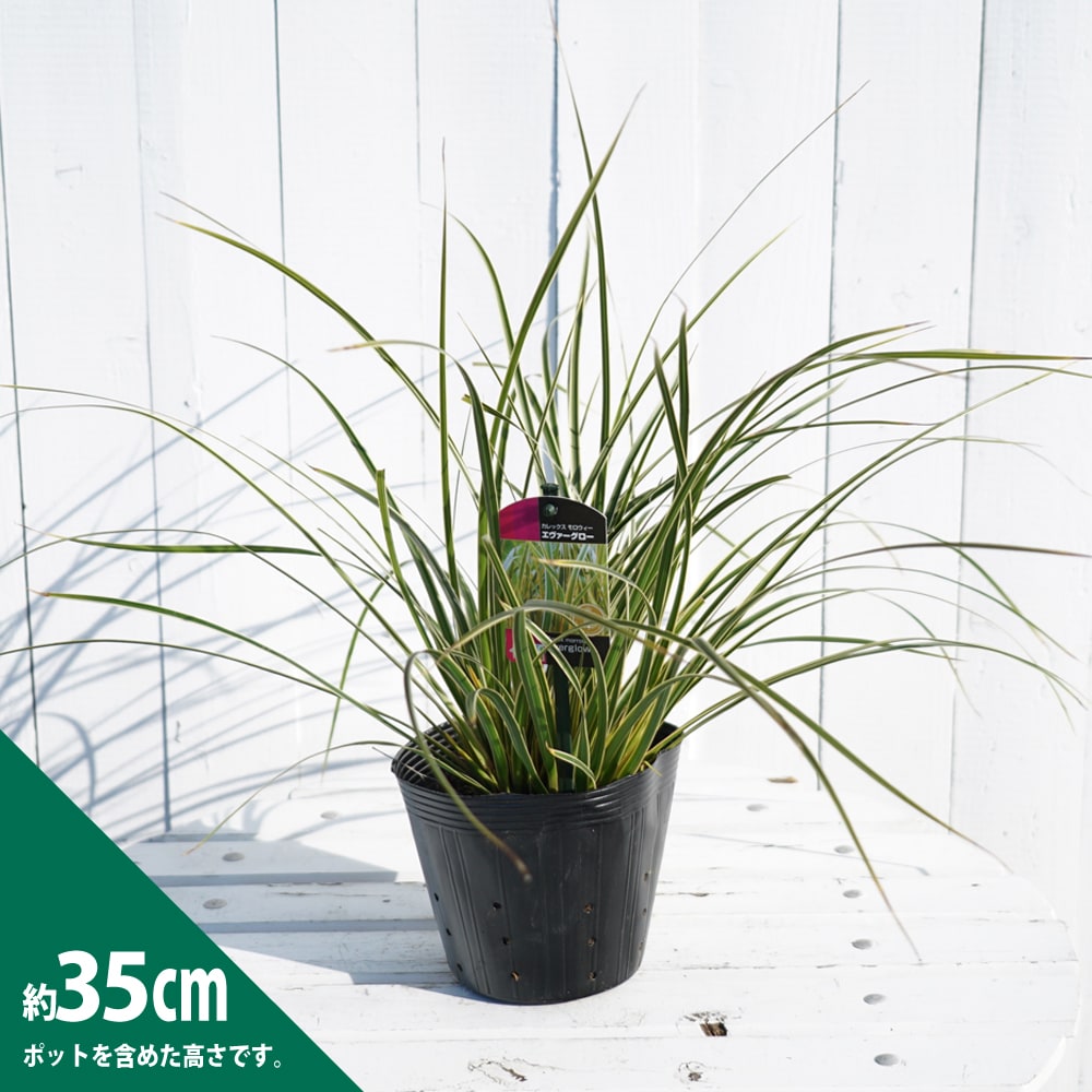 カレックス エバーグロー 1