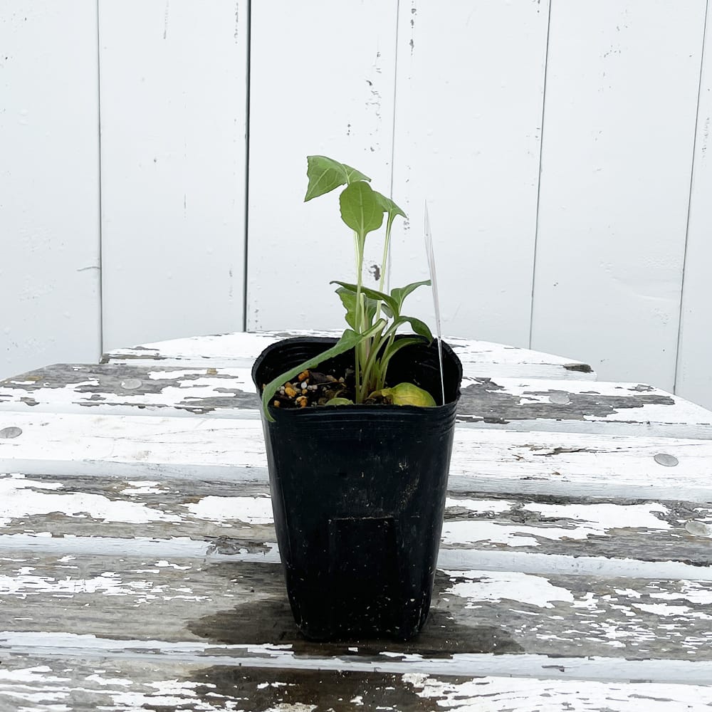 エキナセア ワイルドベリー 1