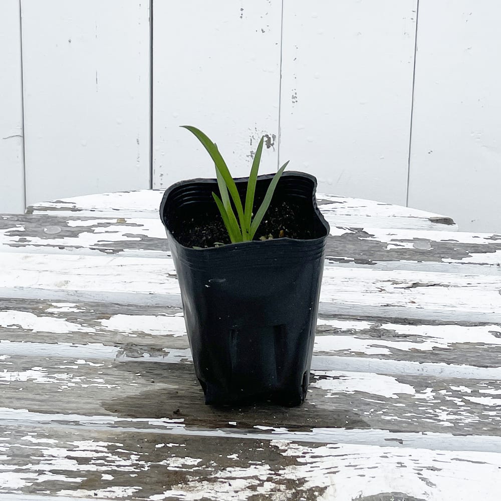 アガパンサス ゲッティホワイト 1