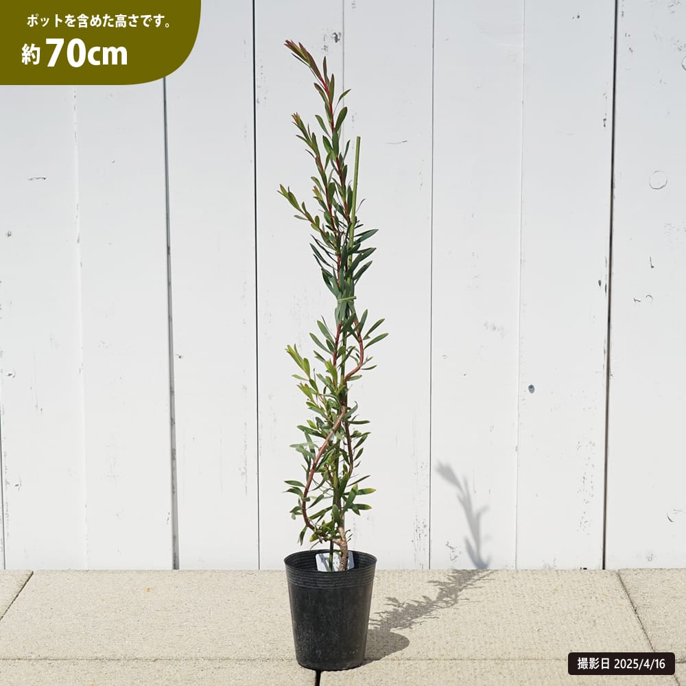 リューカデンドロン エイミー 1