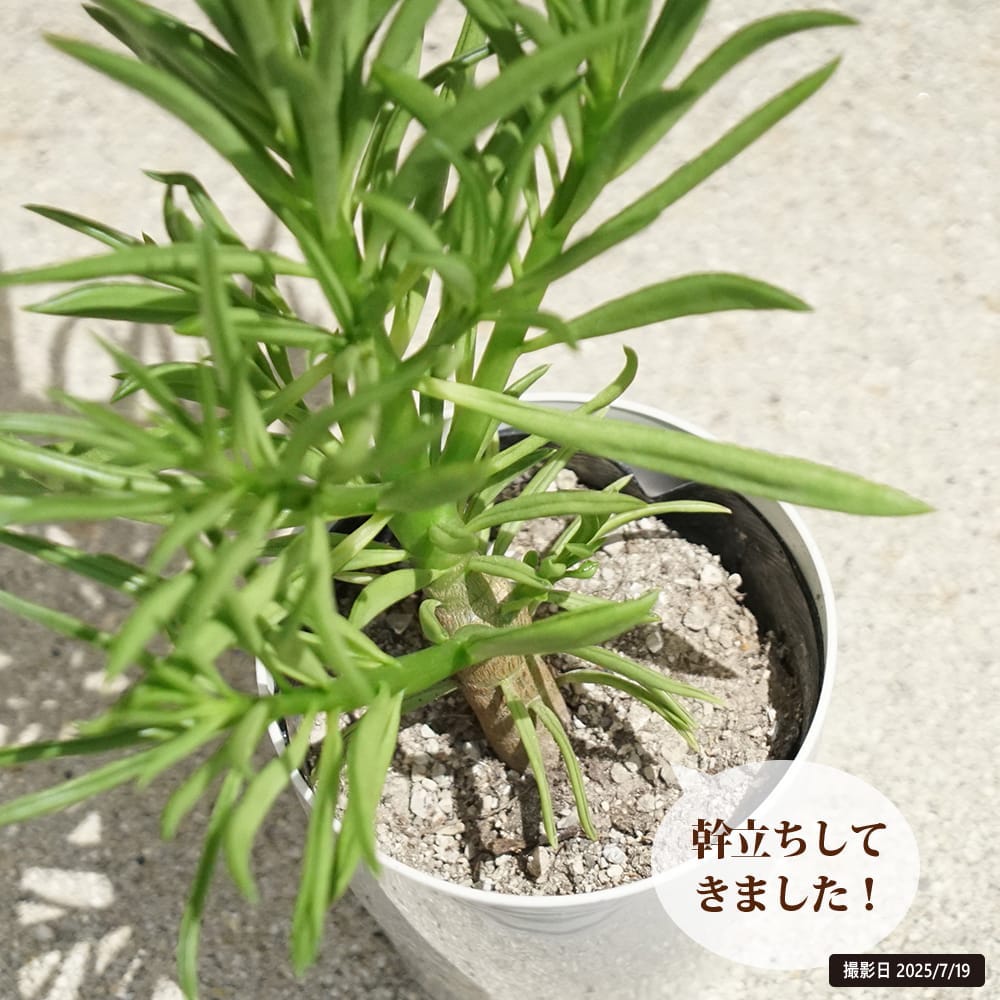 ペペロミア ハッピービーン 2