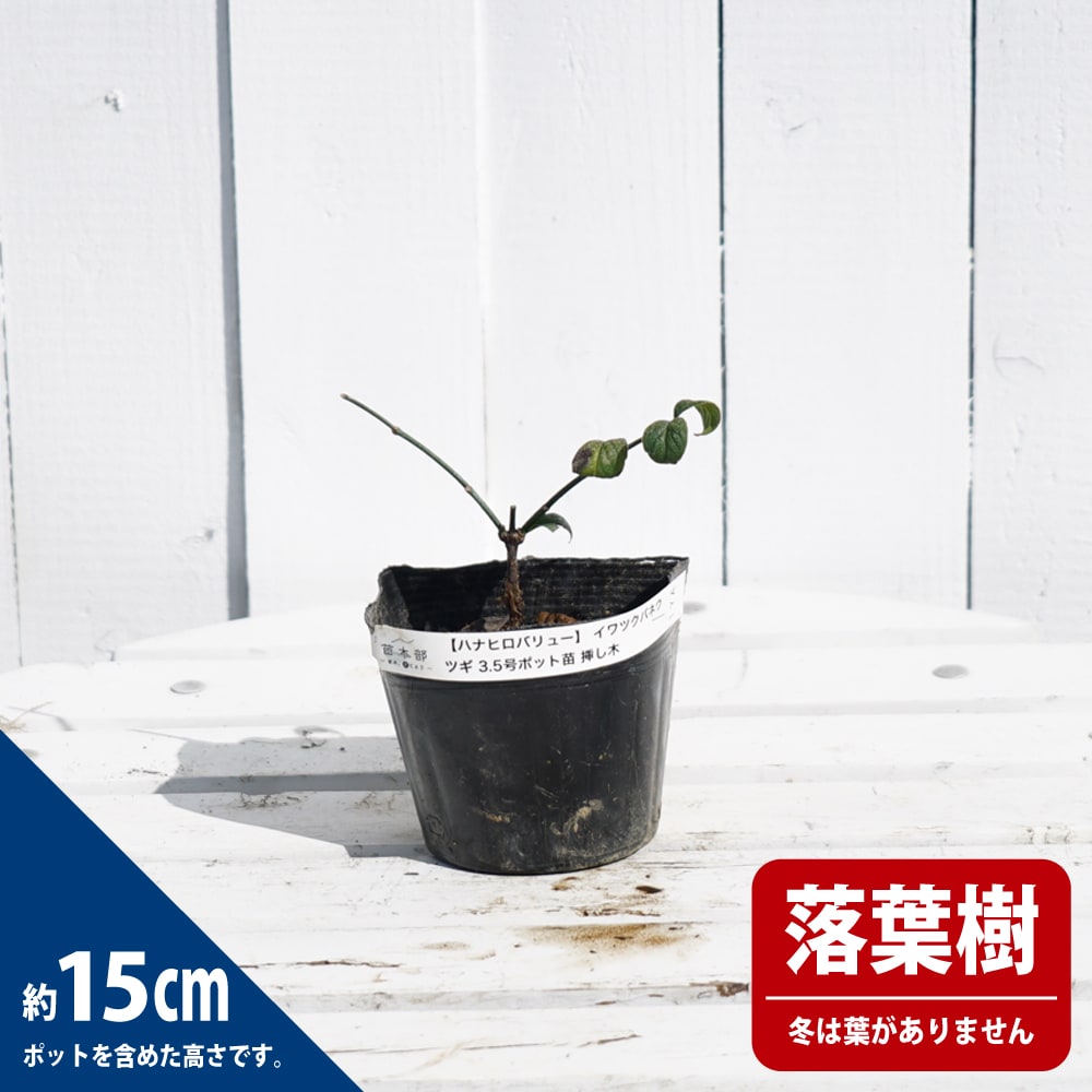 イワツクバネウツギ  1