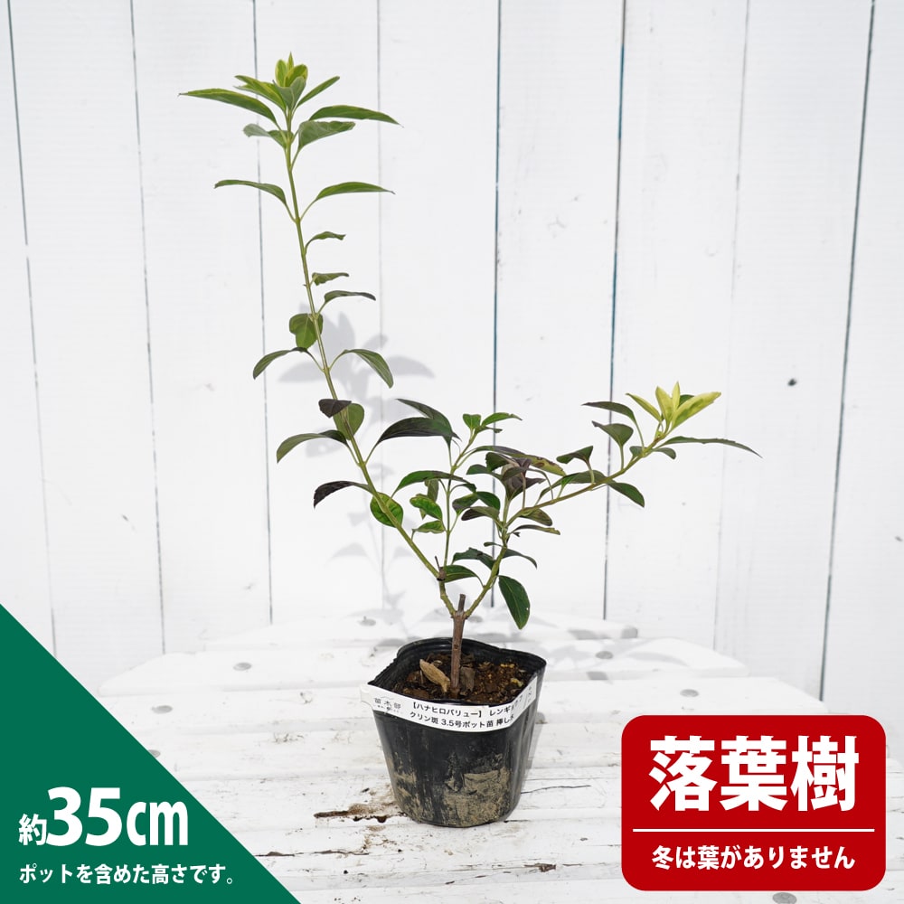 レンギョウ 網目斑 1