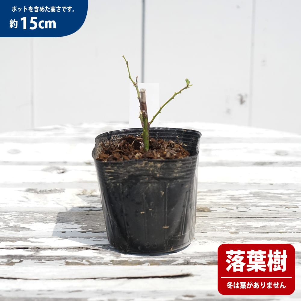 ルリビョウタン ルリビョウタン 1