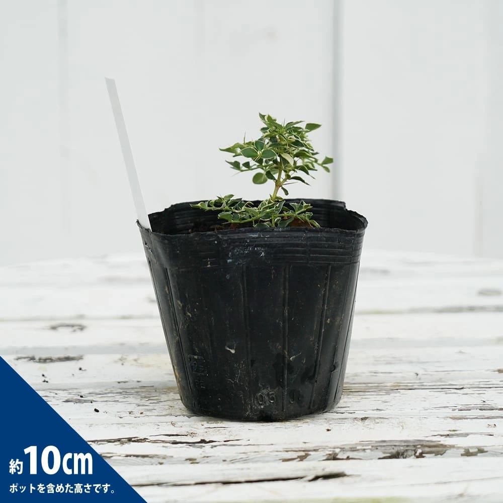 アリドオシ 白フクリン斑 1