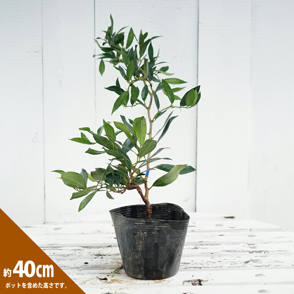 イスノキ 雲竜シダレ 1