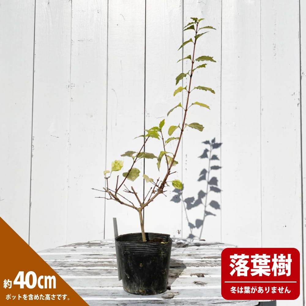 ジャコウカエデ ジャコウカエデ 1