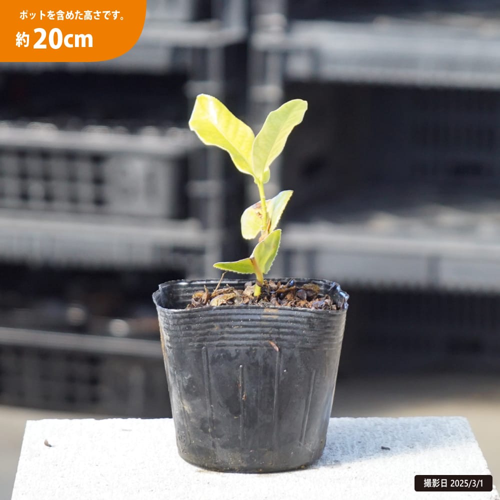 椿 ハイドゥン 白花 1